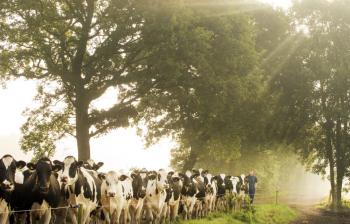 Noardlike Fryske Wâlden